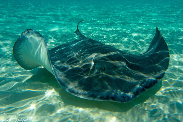 Starfish Point, Stingray City-Sandbar & Coral Gardens - Photo 1 of 24